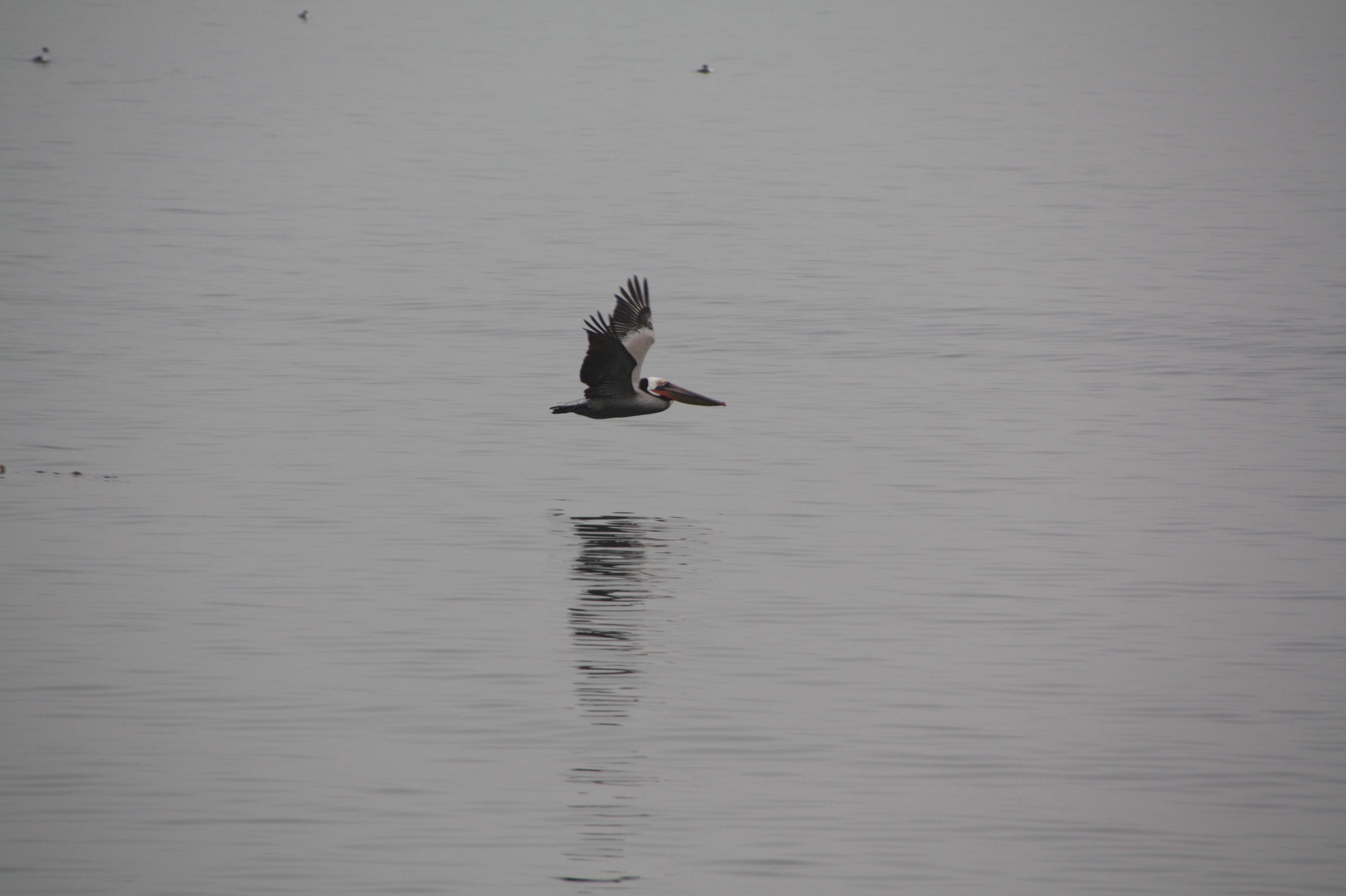 Cabrillo Beach Harbor Beach, Los Angeles, California