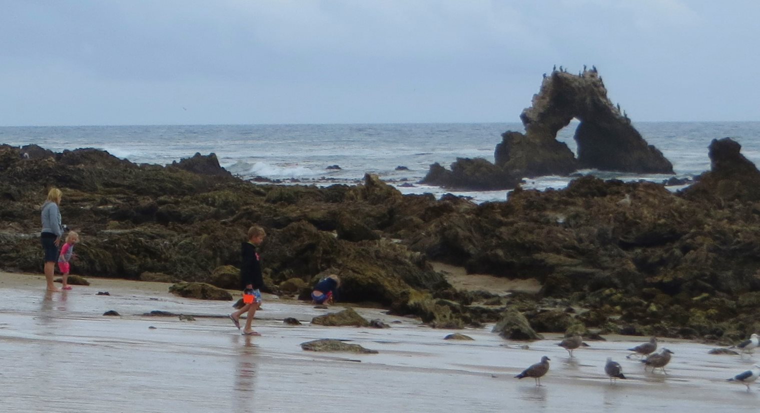 Best Tide Pools In Los Angeles And Orange Counties California Beaches Best Tide Pools In Los Angeles And Orange Counties California Beaches