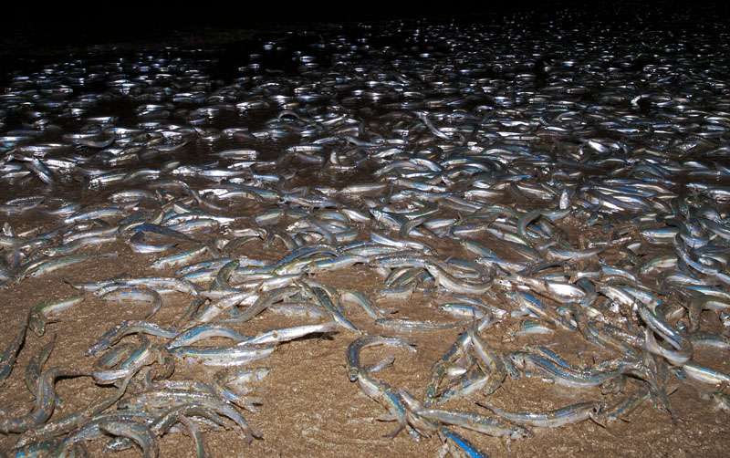 Grunion Run Schedule California Beaches
