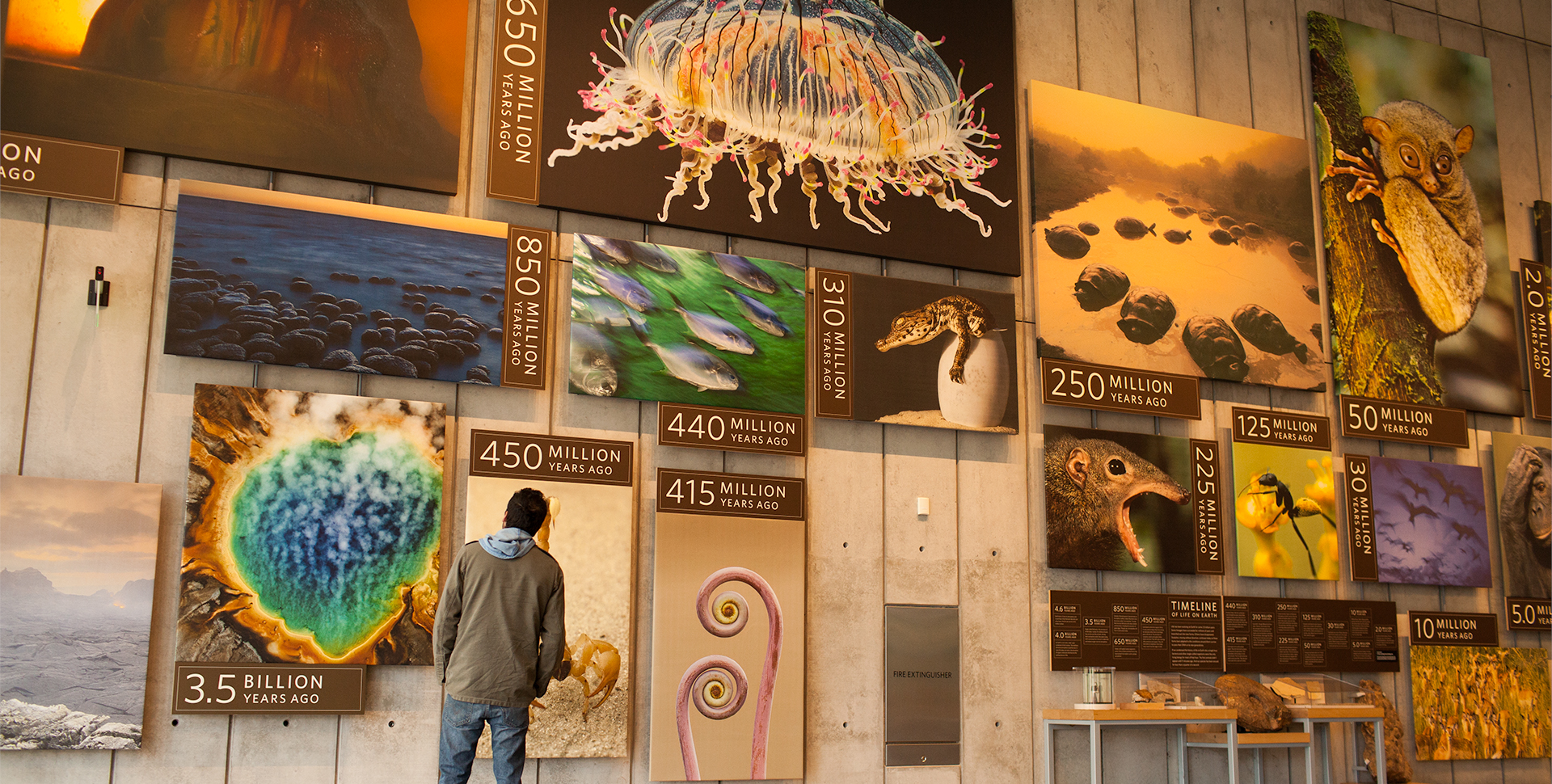 Kimball Natural History Museum, San Francisco, CA - California Beaches