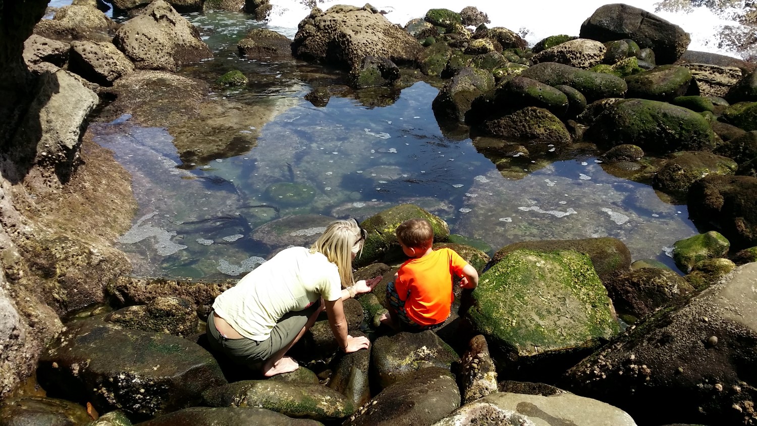 La Jolla Tide Pools California Beaches La Jolla Tide Pools California Beaches