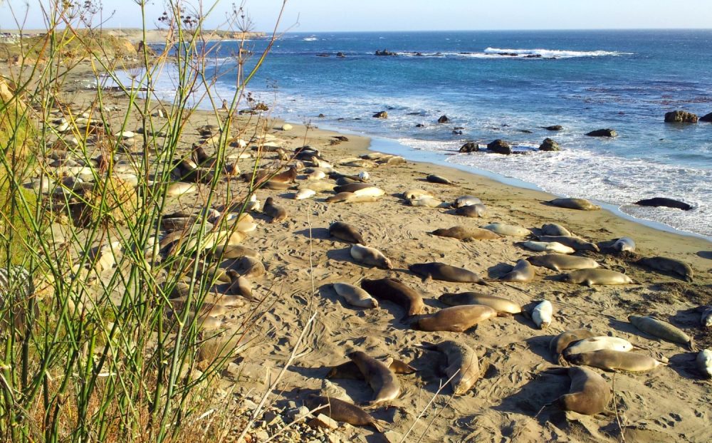 Piedras Blancas Elephant Seal Rookery