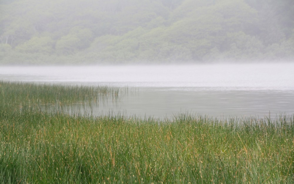 Freshwater Lagoon Beach