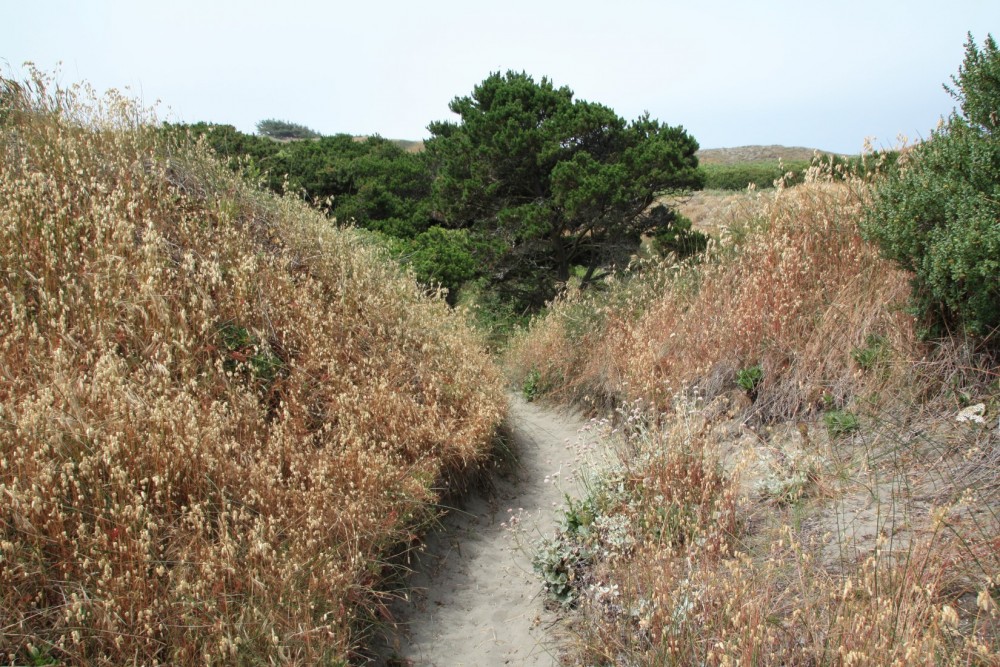 Friends Of The Dunes Beach Arcata CA California Beaches