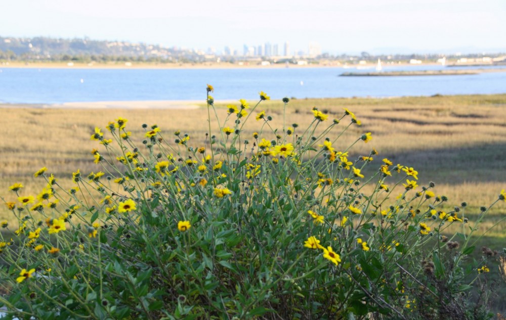 Crown Point Park on Mission Bay