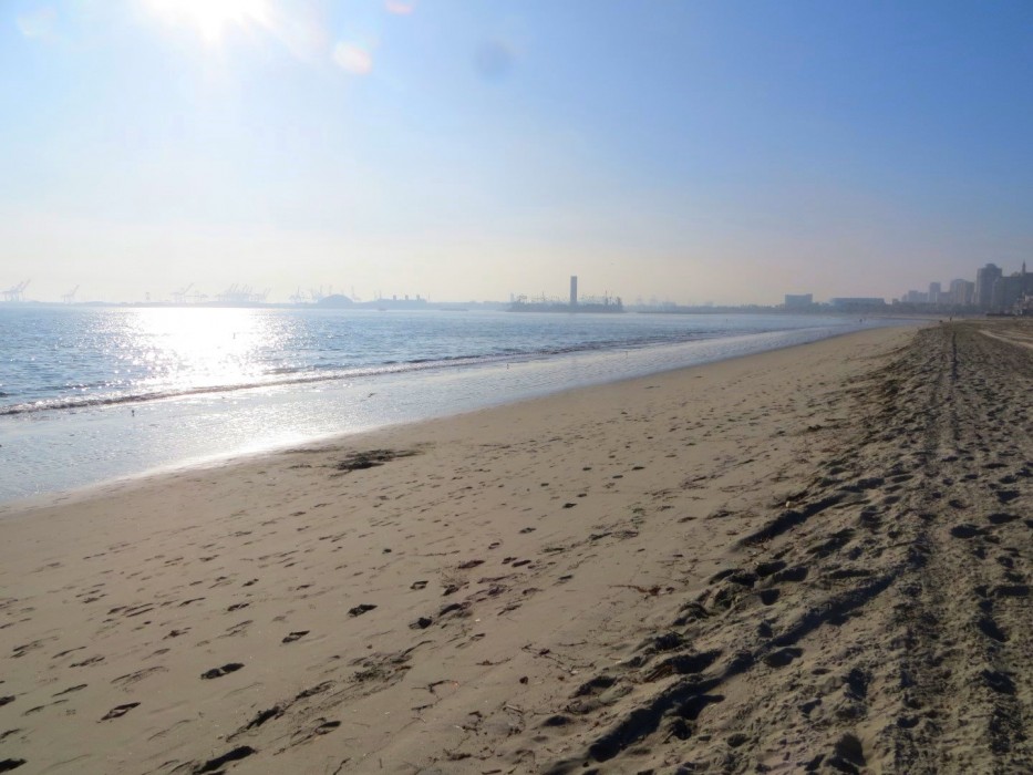 Long Beach City Beach Sand Sample Los Angeles California Approximately 30ml. 