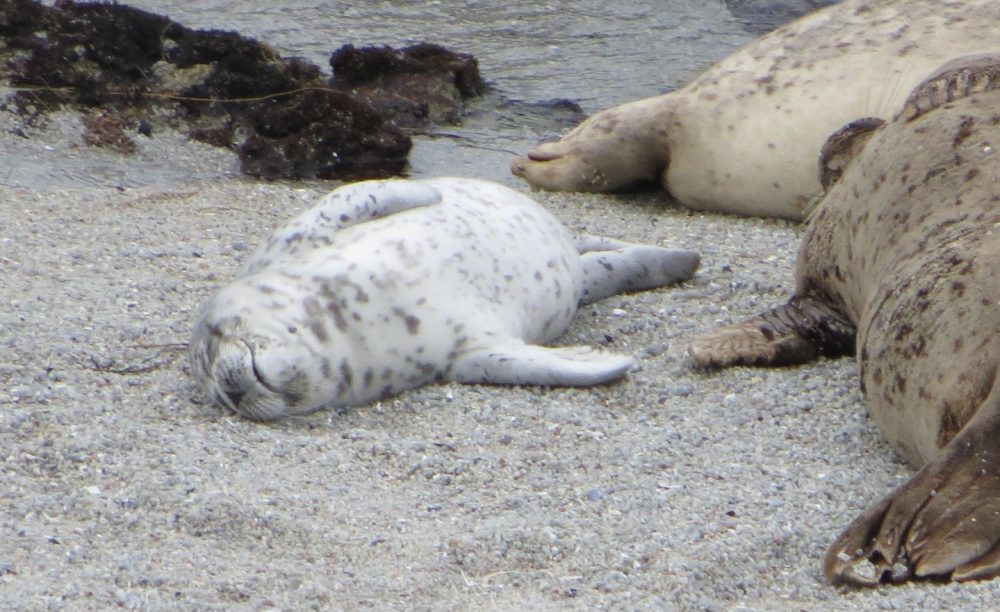 Hopkins Marine Station Beach