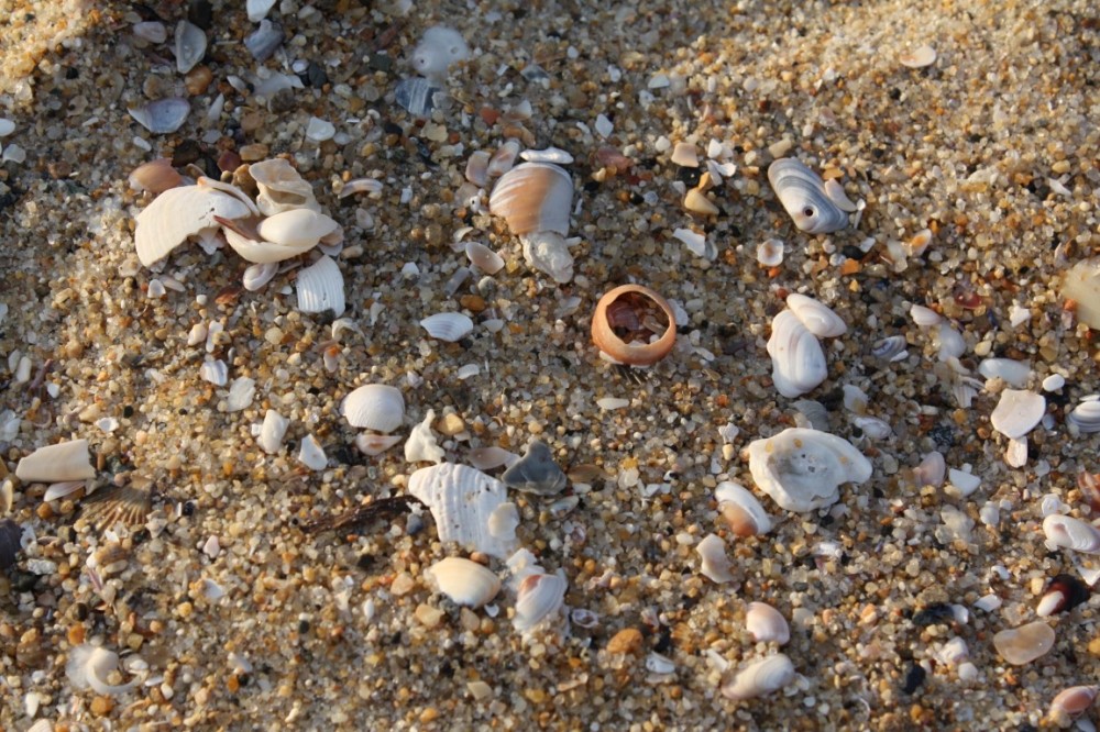 Tamarack State Beach