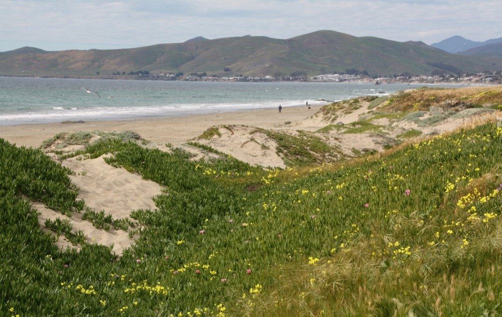 Toro Creek Beach (Morro Bay Dog Beach)