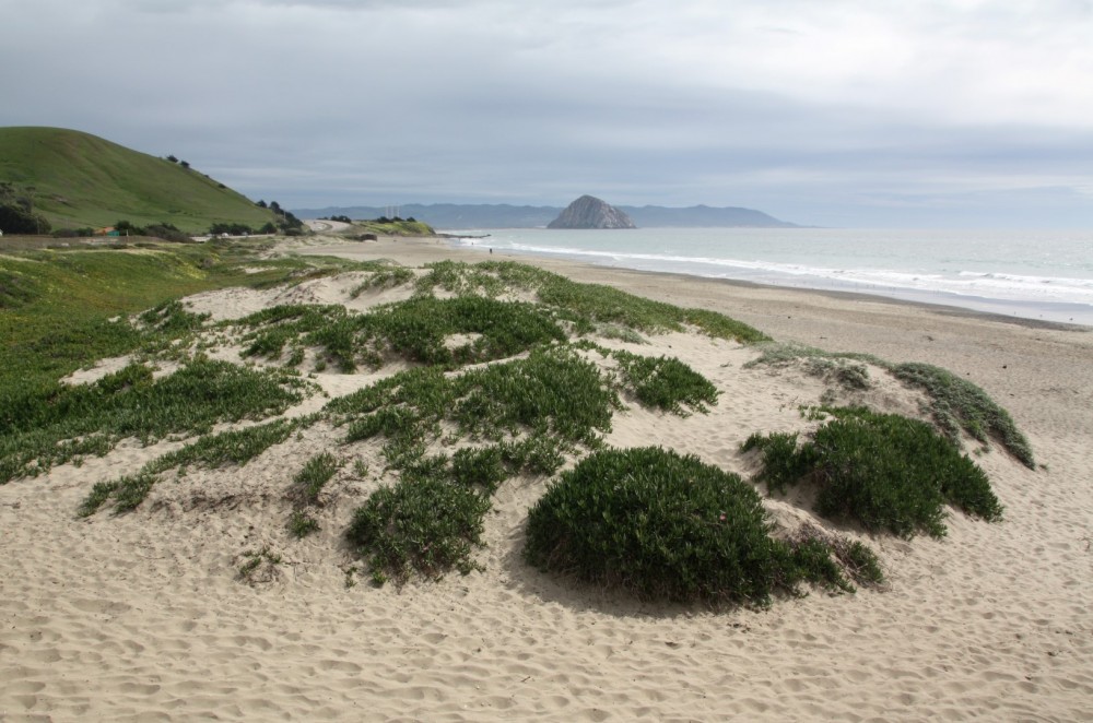 Toro Creek Beach (Morro Bay Dog Beach)