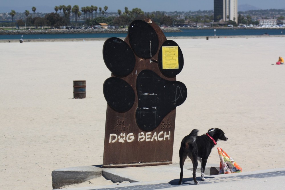 Ocean Beach Dog Beach
