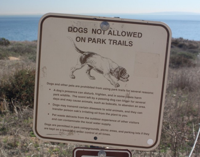 Are Dogs Allowed At Point Dume