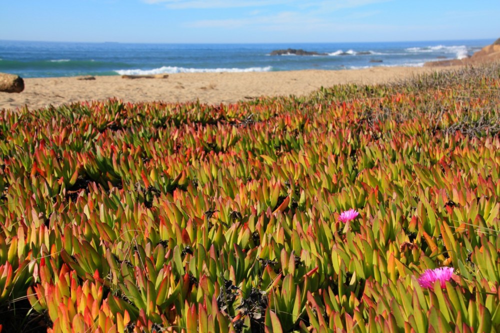 Pistachio Beach