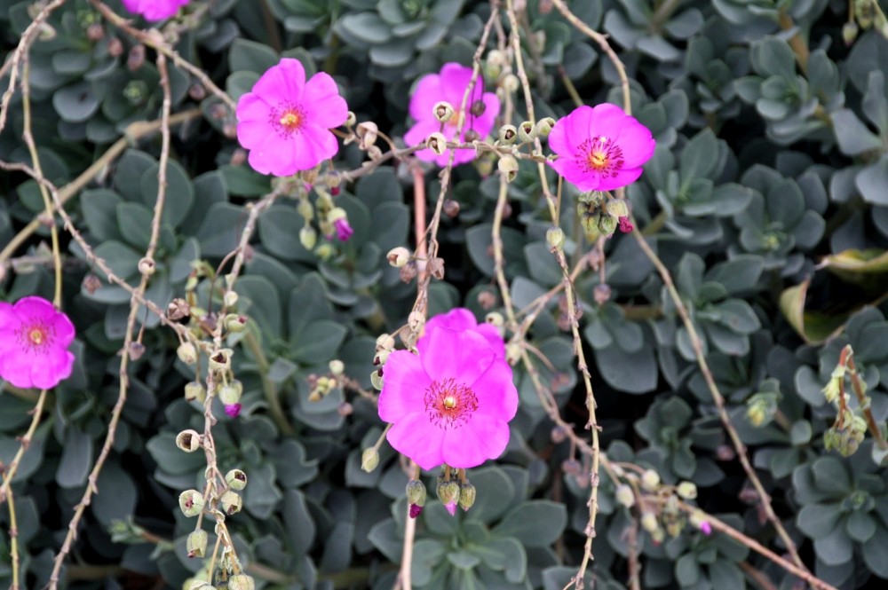 La Conchita Beach, Ventura, CA California Beaches