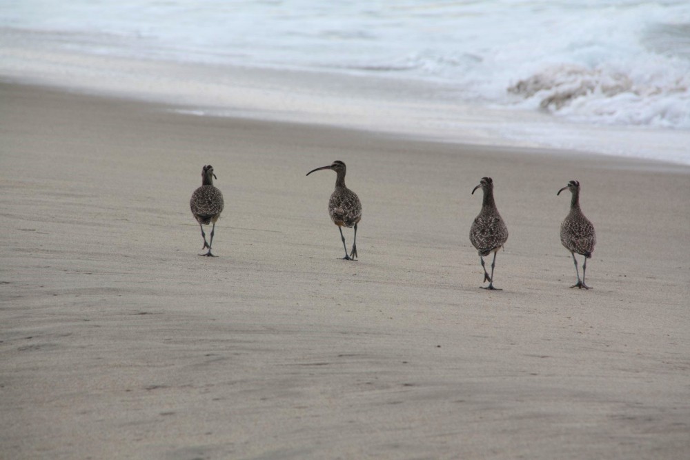 Santa Maria’s Beach