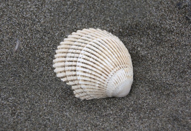 Ma le l Dunes South Unit Arcata CA California Beaches