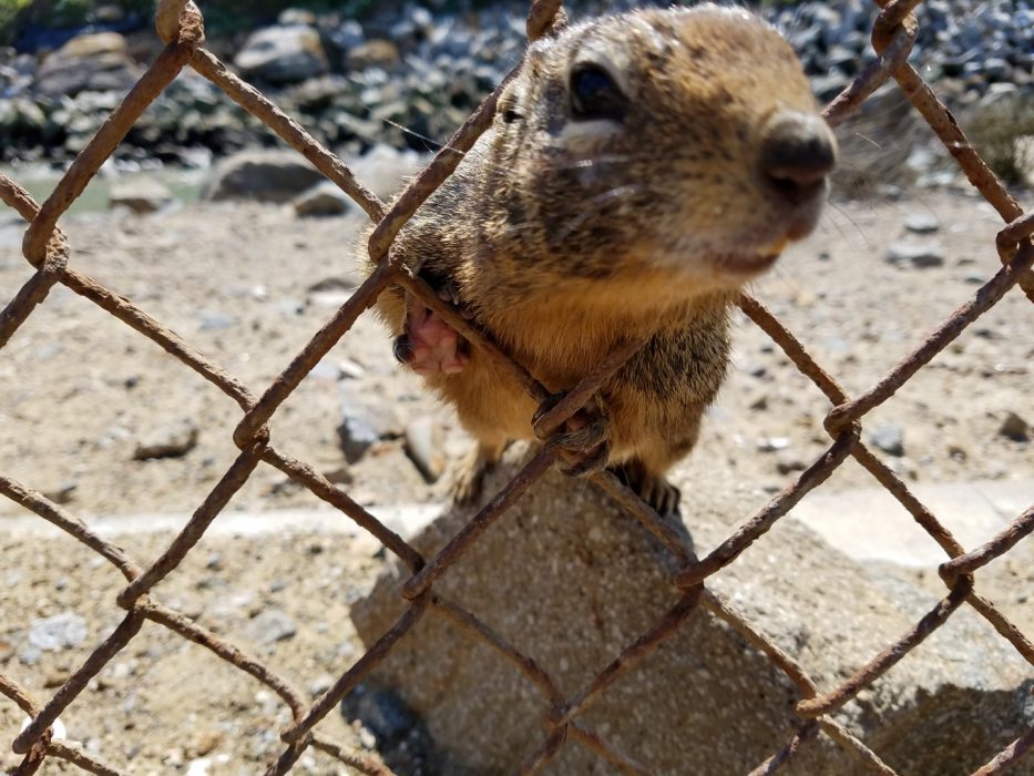 Morro Rock City Beach