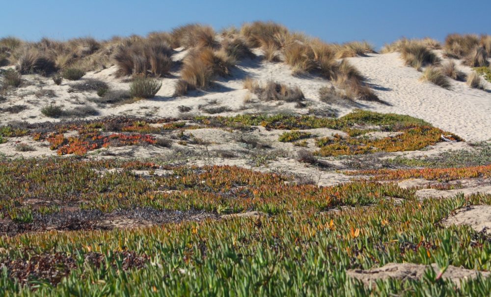 Oxnard Beach Park (‘Olol’koy)