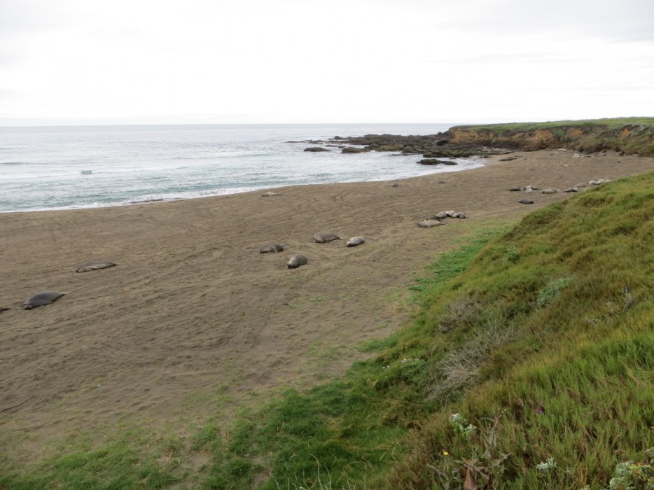 Point Piedras Blancas Beach