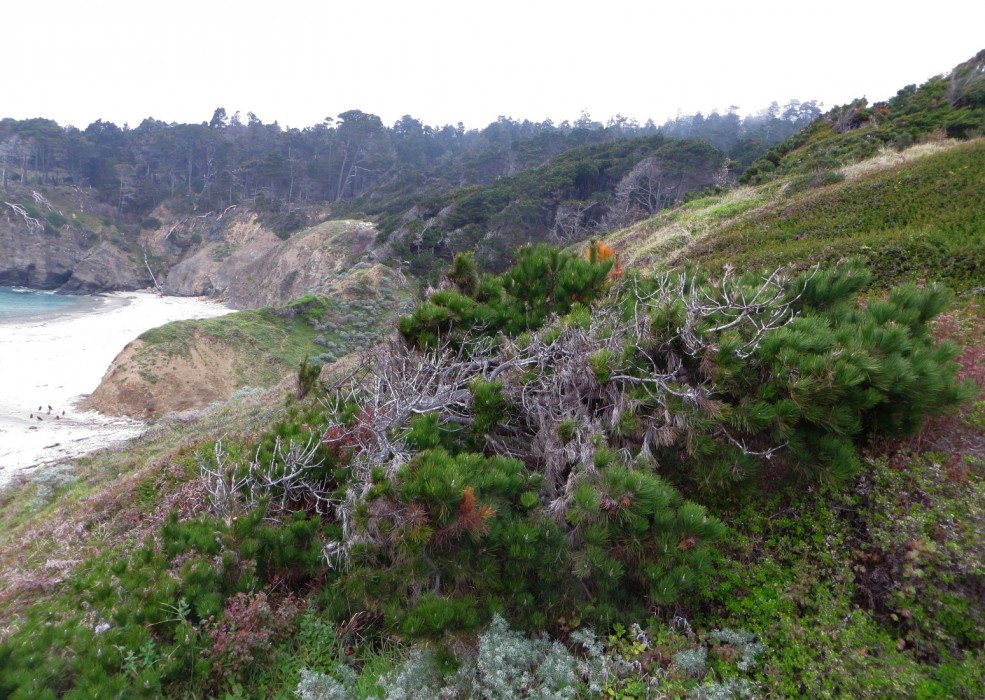 Stump Beach Cove, Jenner, CA California Beaches