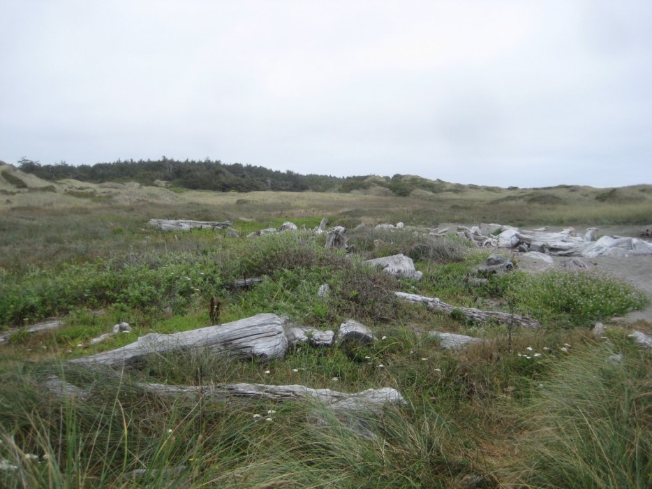 Tolowa Dunes State Park South Section in Crescent City, CA