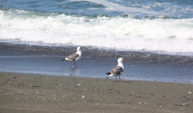 Tolowa Dunes State Park – North Section in Crescent City, CA ...
