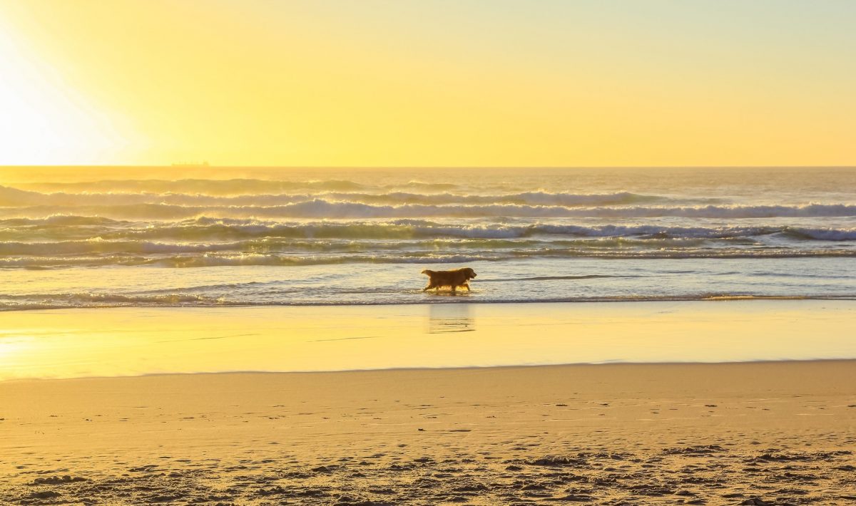 Bolsa Chica State Beach in Huntington Beach, CA California Beaches