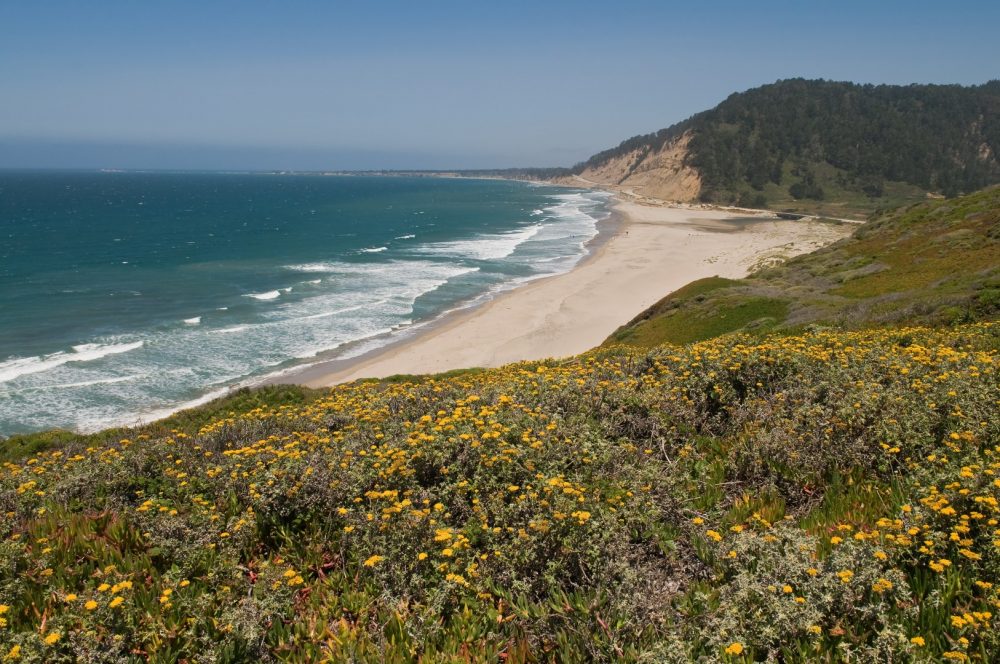 Waddell Creek Beach