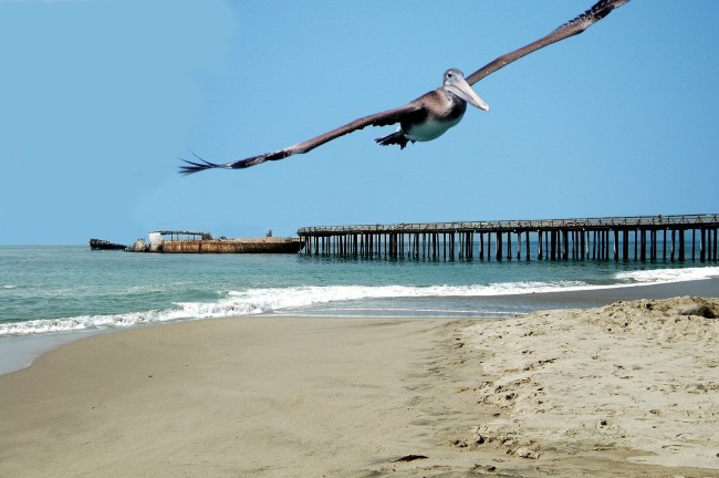 Pelican Over The Beach