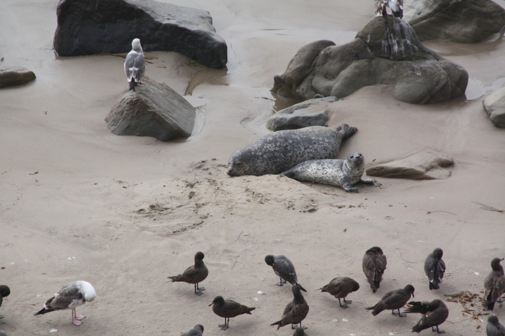 Carpinteria Seal Sanctuary in Carpinteria, CA California Beaches