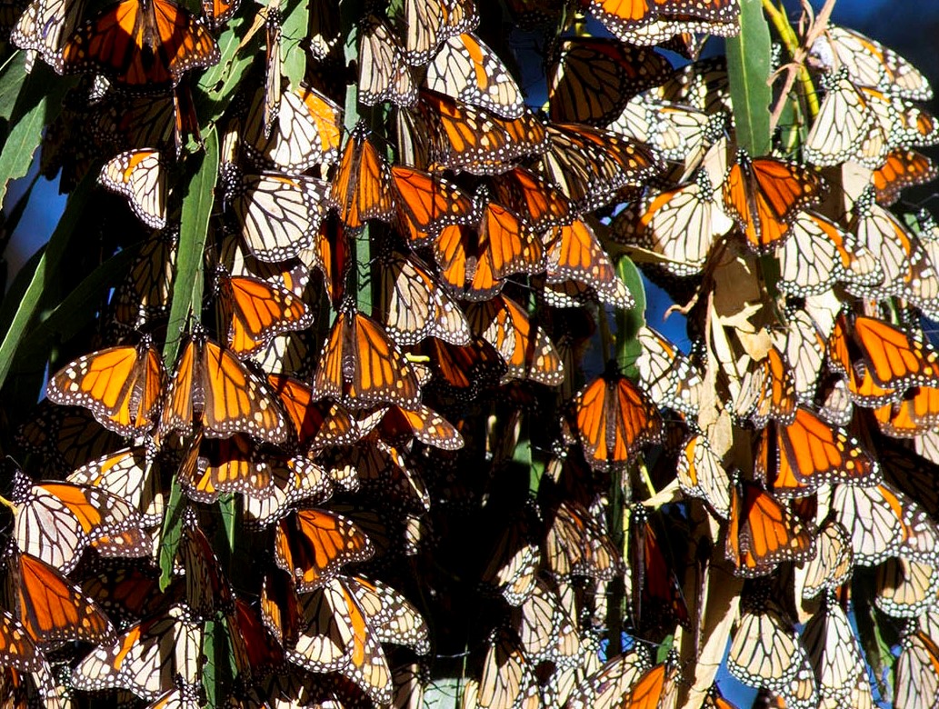 Monarch Butterfly Grove at Pismo State Beach - California ...