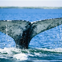 Breakwater Cove Marina