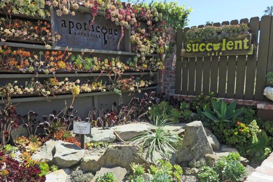 Succulent Cafe