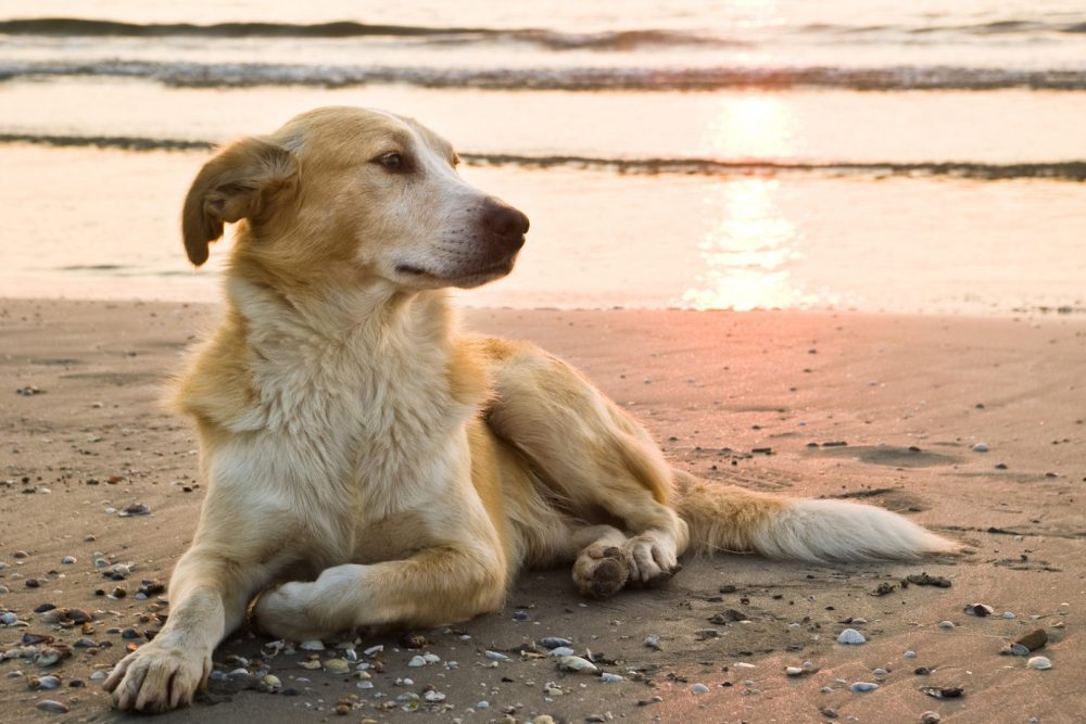 Dog Friendly Beaches in Orange County California Beaches