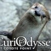 CuriOdyssey at Coyote Point