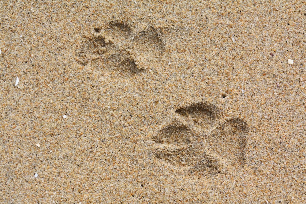 Dog Friendly Beaches of Southern California California Beaches