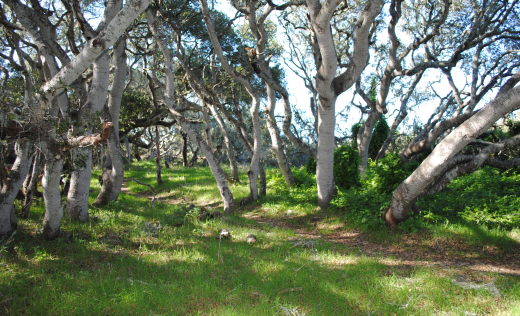 Los Osos Oaks State Natural Reserve
