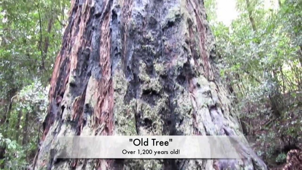 Portola Redwoods State Park