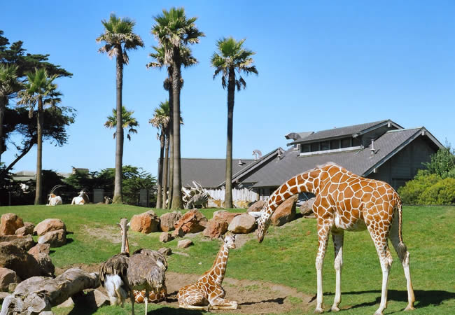 San Francisco Zoo & Gardens, San Francisco, CA - California Beaches