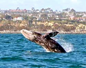 Dana Point Whale Watching Tours
