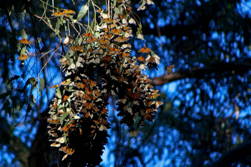 Goleta Monarch Butterfly Grove