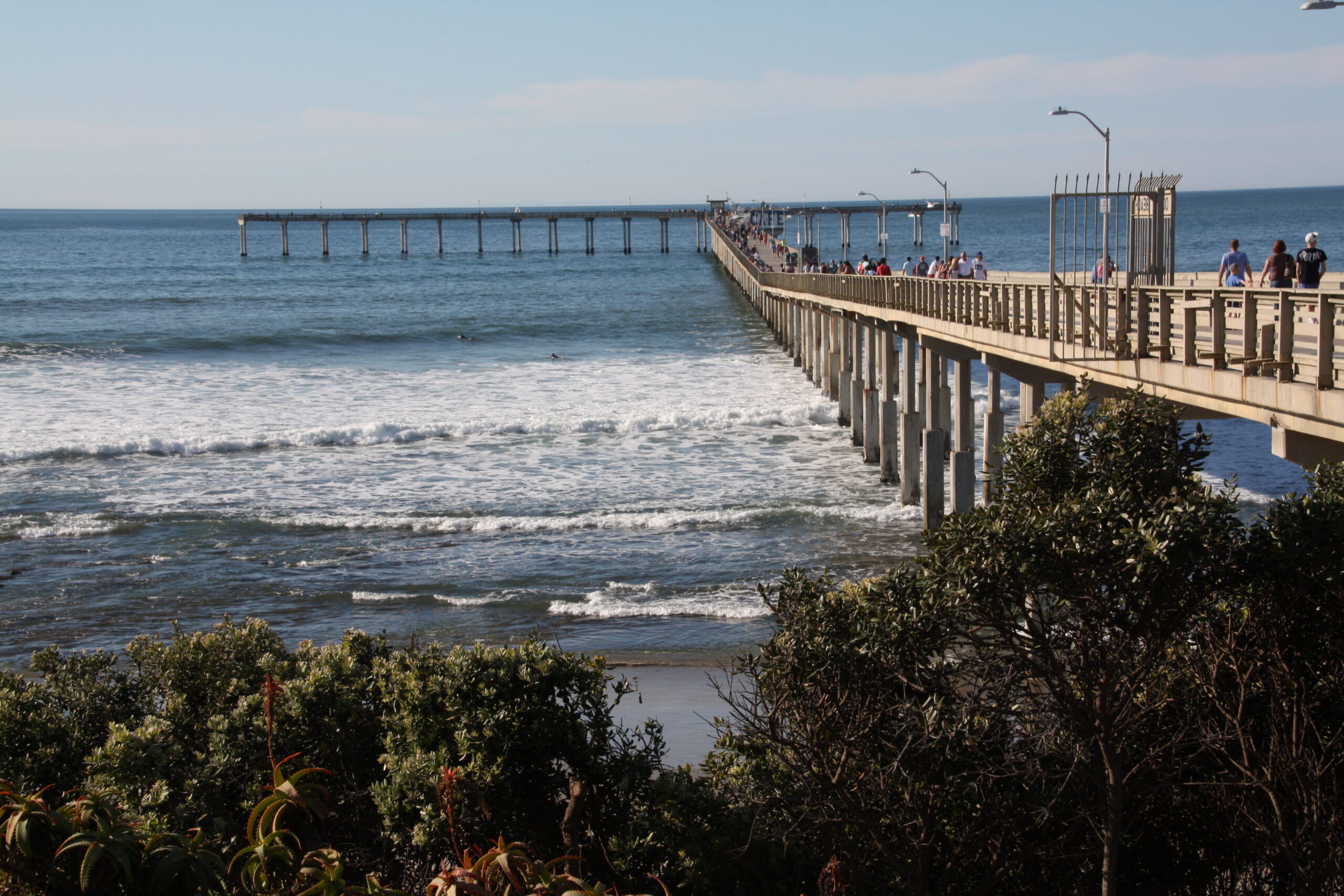 Are Dogs Allowed On Ob Pier