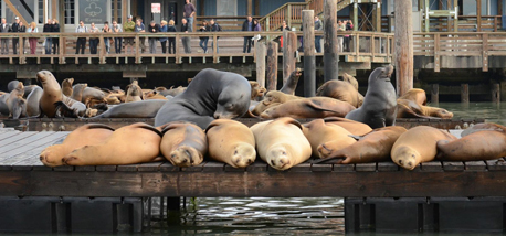 Pier 39