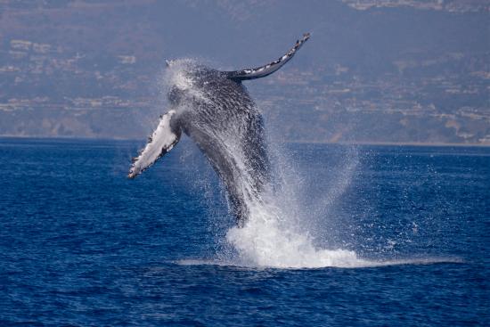 Dana Point Whale Watching Tours