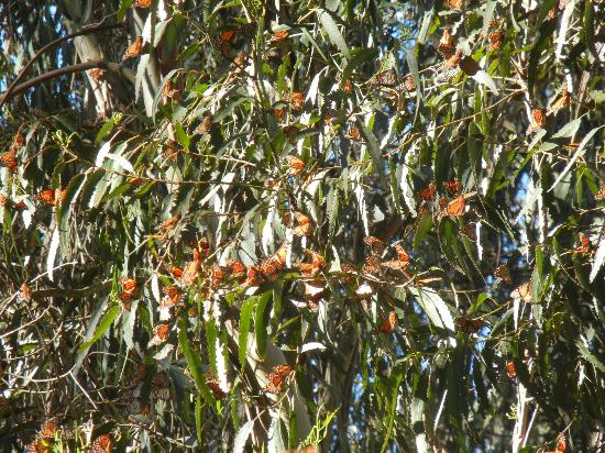 Goleta Monarch Butterfly Grove