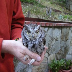 Lindsay Wildlife Experience