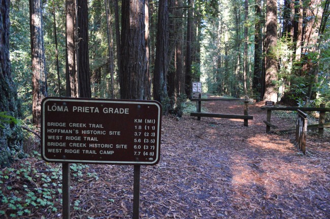 The Forest of Nisene Marks State Park