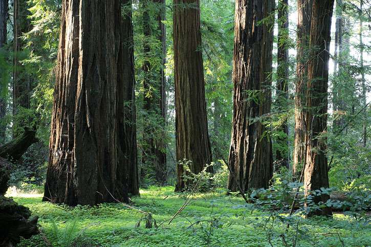 Hendy Woods State Park Philo Ca California Beaches