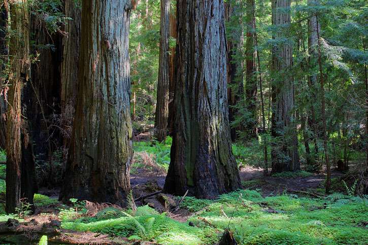 Montgomery Woods State Natural Reserve