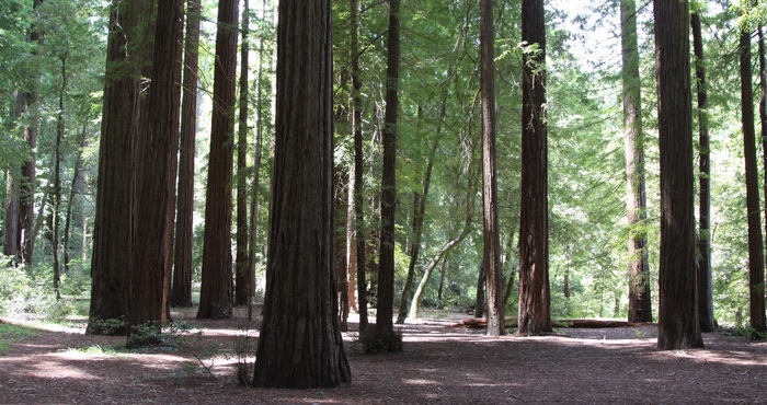 Smithe Redwoods State Natural Reserve